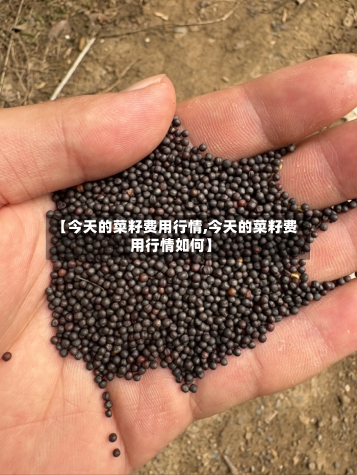 【今天的菜籽费用行情,今天的菜籽费用行情如何】