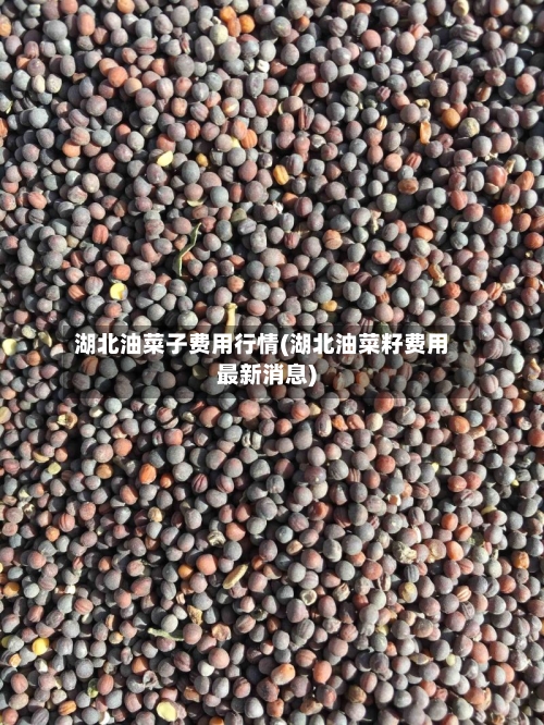 湖北油菜子费用行情(湖北油菜籽费用最新消息)-第3张图片