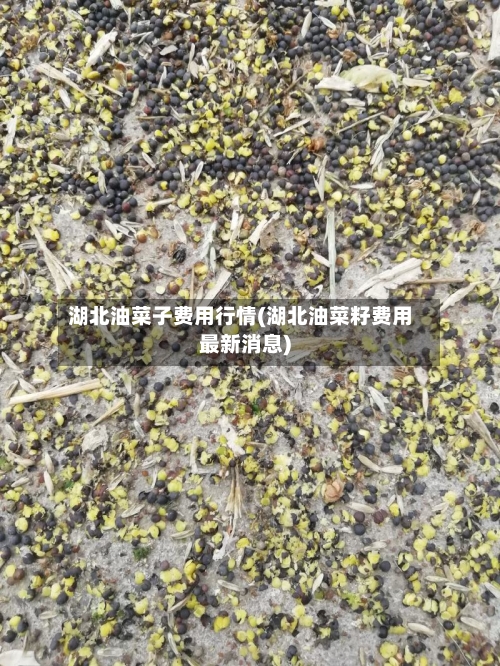 湖北油菜子费用行情(湖北油菜籽费用最新消息)-第2张图片