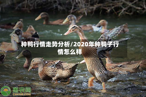 种鸭行情走势分析/2020年种鸭子行情怎么样-第3张图片