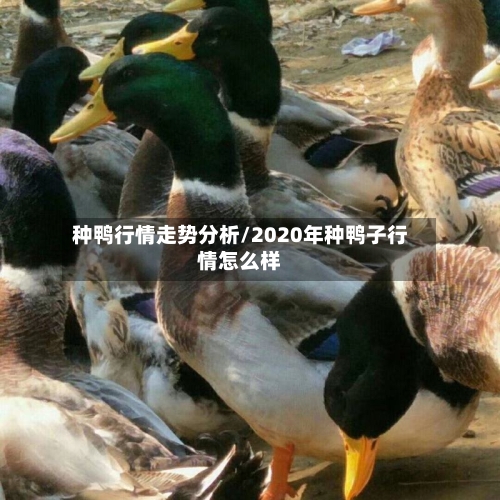种鸭行情走势分析/2020年种鸭子行情怎么样-第2张图片