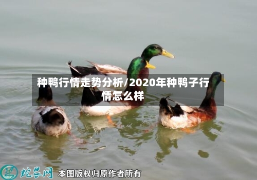 种鸭行情走势分析/2020年种鸭子行情怎么样