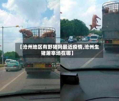 【沧州地区有野猪吗最近疫情,沧州生猪屠宰场在哪】-第2张图片