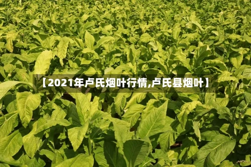 【2021年卢氏烟叶行情,卢氏县烟叶】
