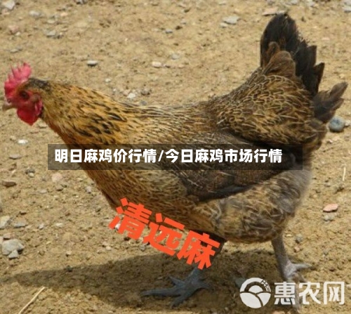 明日麻鸡价行情/今日麻鸡市场行情