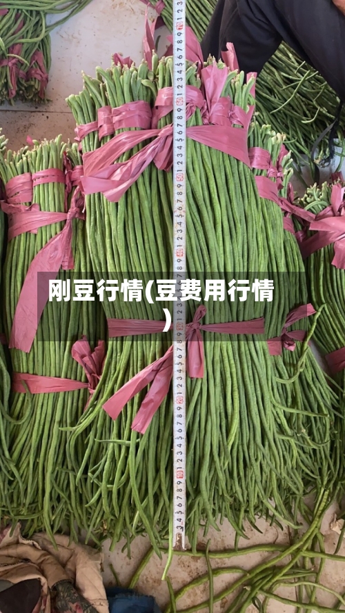 刚豆行情(豆费用行情)