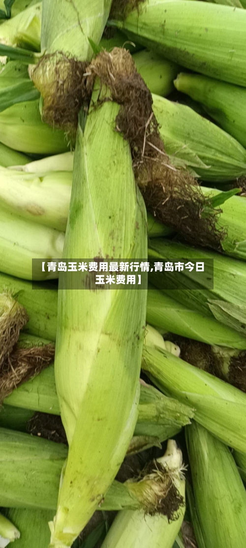 【青岛玉米费用最新行情,青岛市今日玉米费用】