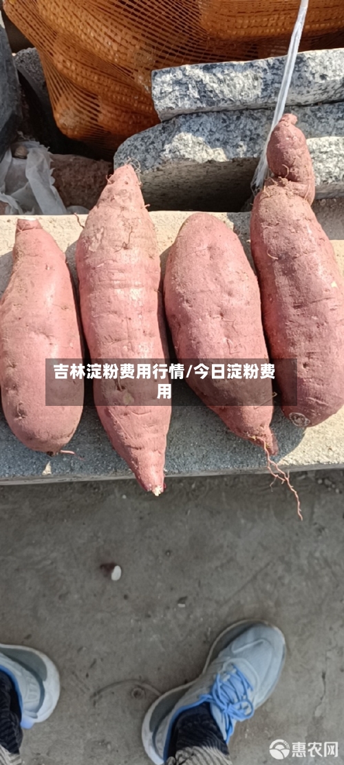 吉林淀粉费用行情/今日淀粉费用
