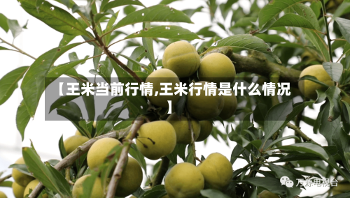 【王米当前行情,王米行情是什么情况】-第2张图片