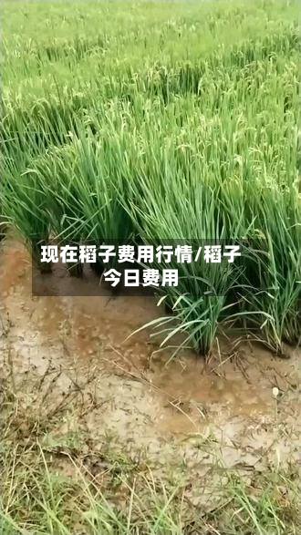现在稻子费用行情/稻子今日费用