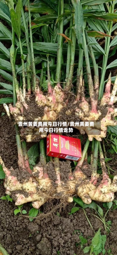 贵州黄姜费用今日行情/贵州黄姜费用今日行情走势-第3张图片