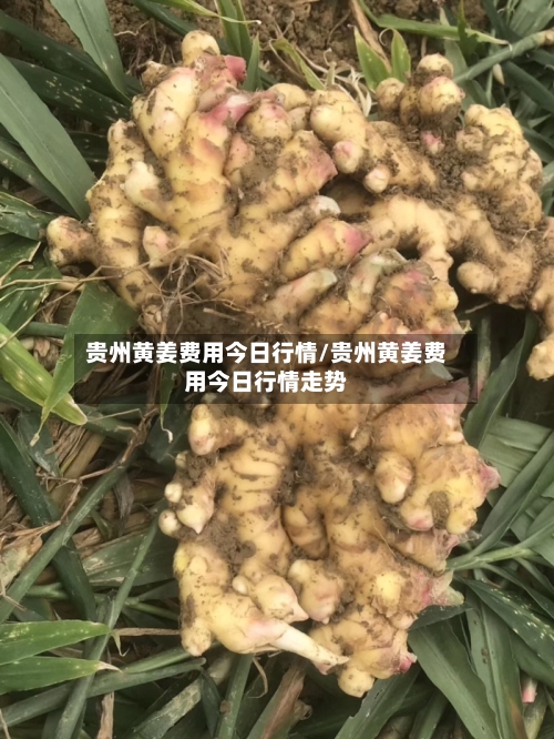 贵州黄姜费用今日行情/贵州黄姜费用今日行情走势-第2张图片