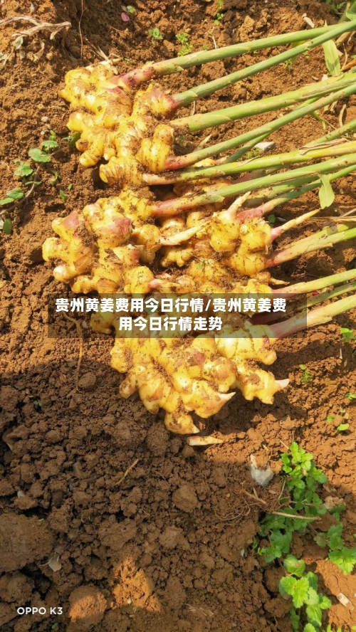 贵州黄姜费用今日行情/贵州黄姜费用今日行情走势