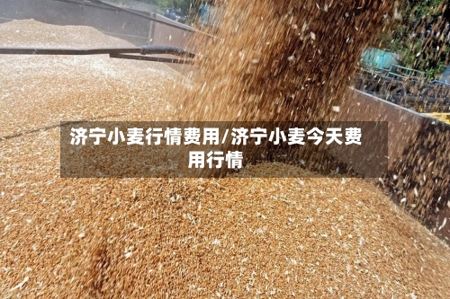 济宁小麦行情费用/济宁小麦今天费用行情