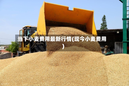 当下小麦费用最新行情(现今小麦费用)