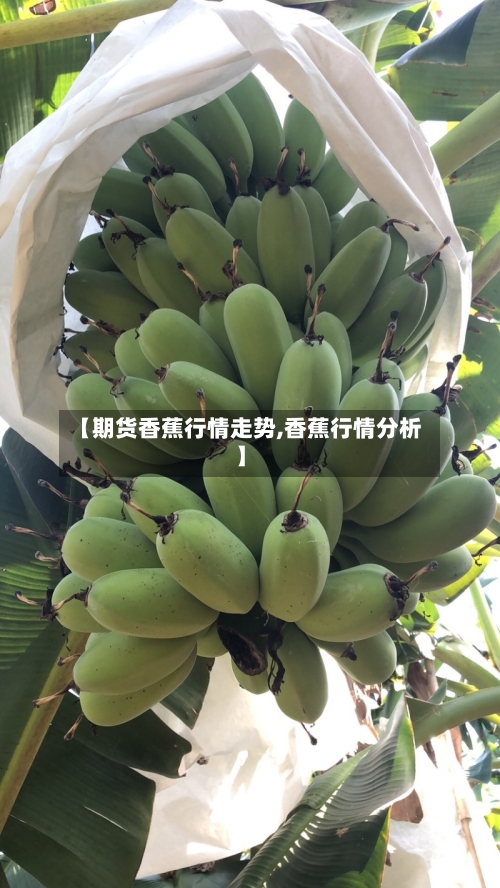 【期货香蕉行情走势,香蕉行情分析】-第3张图片