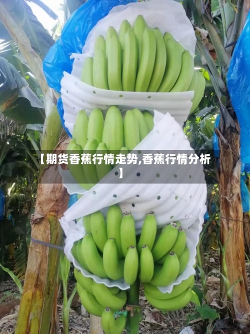【期货香蕉行情走势,香蕉行情分析】