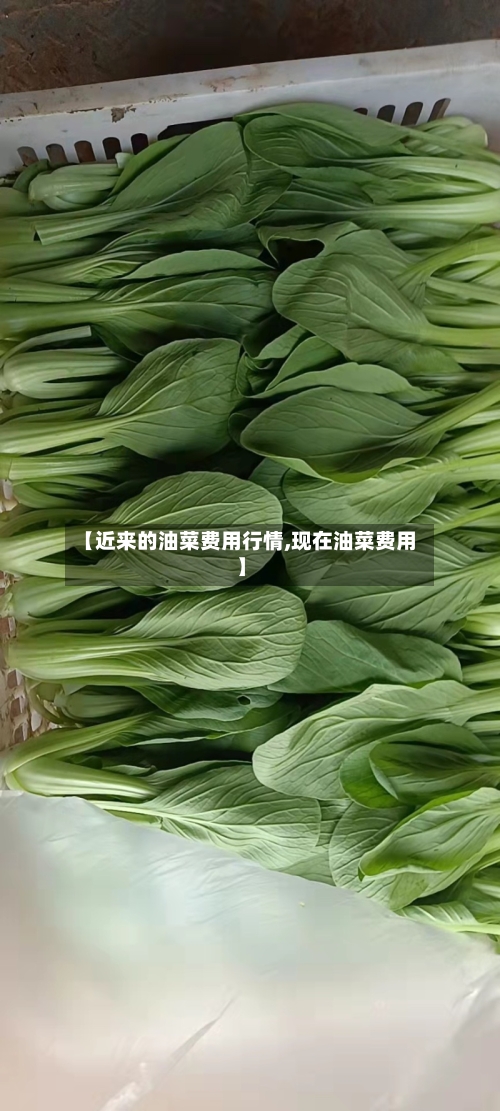 【近来的油菜费用行情,现在油菜费用】