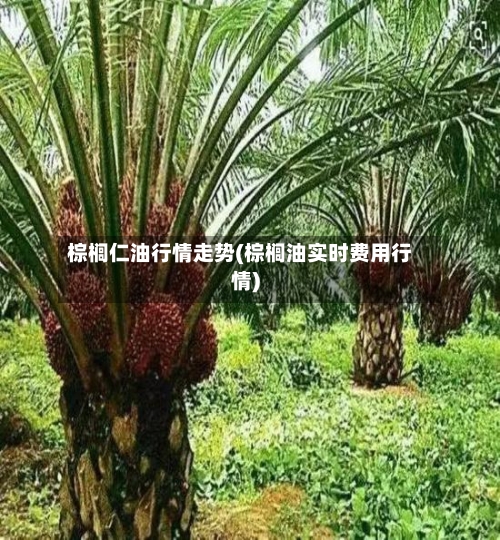 棕榈仁油行情走势(棕榈油实时费用行情)