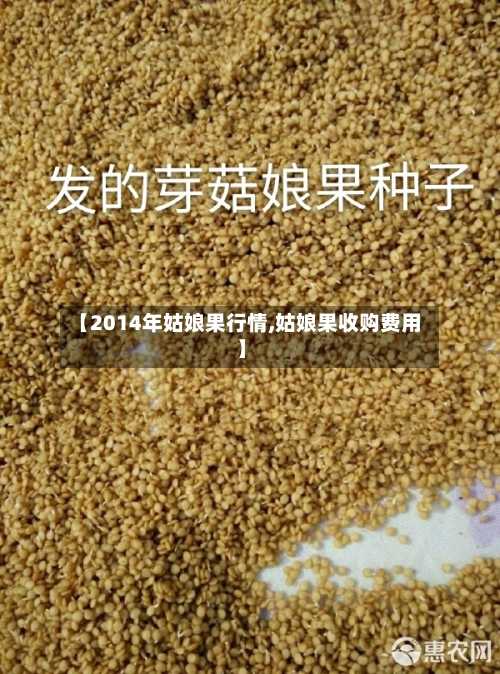 【2014年姑娘果行情,姑娘果收购费用】