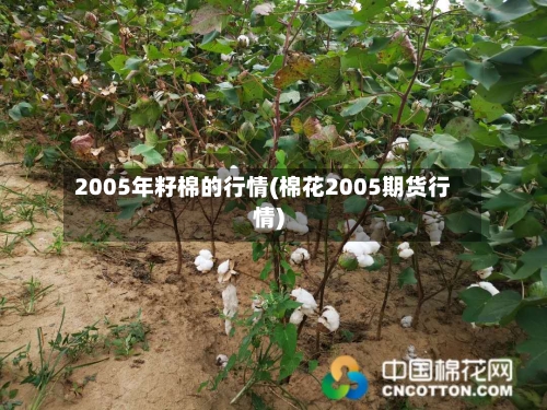 2005年籽棉的行情(棉花2005期货行情)