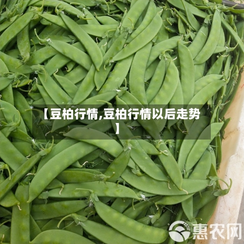 【豆柏行情,豆柏行情以后走势】