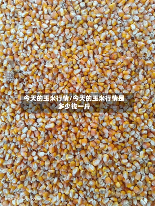 今天的玉米行情/今天的玉米行情是多少钱一斤-第3张图片
