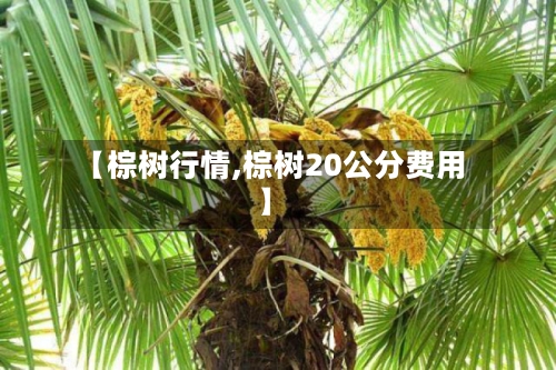 【棕树行情,棕树20公分费用】-第2张图片