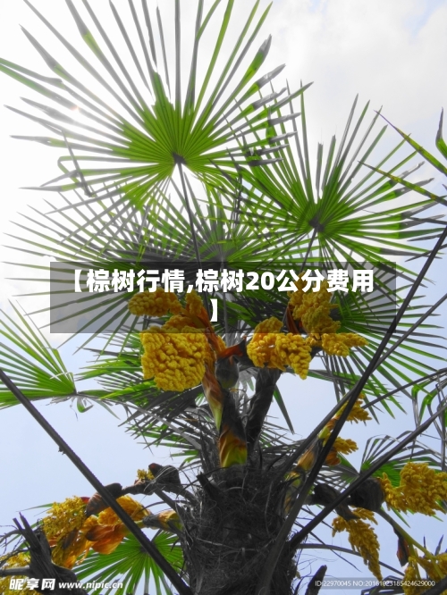 【棕树行情,棕树20公分费用】-第3张图片