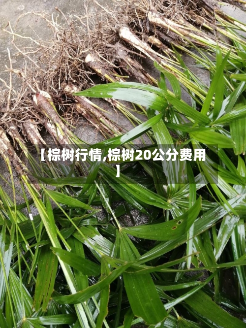 【棕树行情,棕树20公分费用】