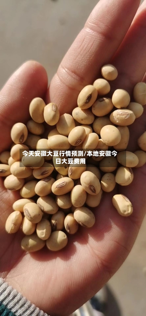 今天安徽大豆行情预测/本地安徽今日大豆费用