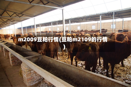 m2009豆粕行情(豆粕m2109的行情)-第2张图片
