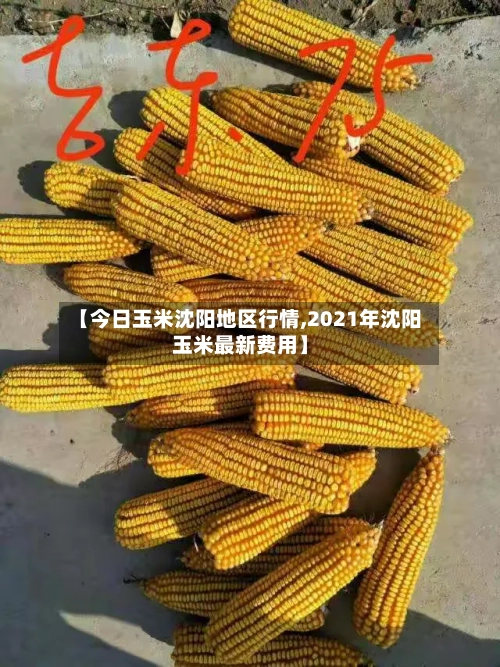 【今日玉米沈阳地区行情,2021年沈阳玉米最新费用】-第2张图片