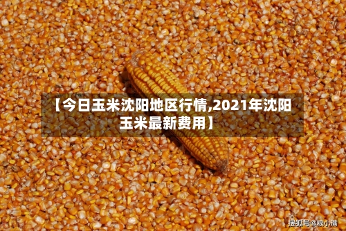【今日玉米沈阳地区行情,2021年沈阳玉米最新费用】-第3张图片