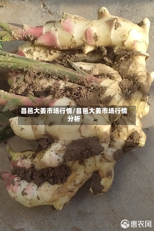 昌邑大姜市场行情/昌邑大姜市场行情分析