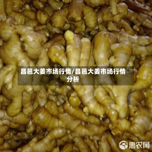 昌邑大姜市场行情/昌邑大姜市场行情分析-第2张图片