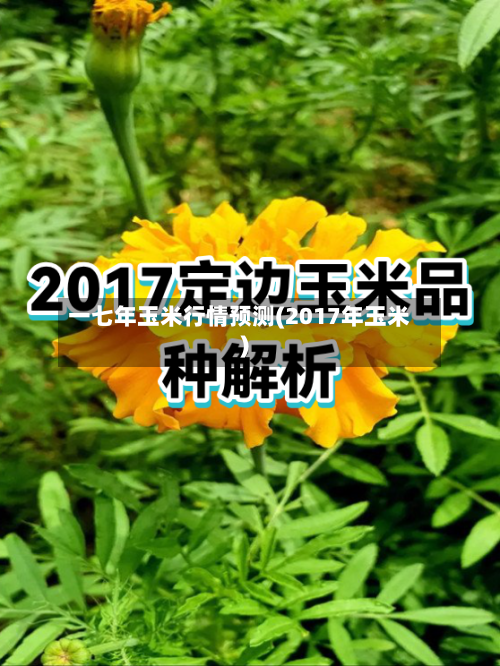 一七年玉米行情预测(2017年玉米)-第3张图片