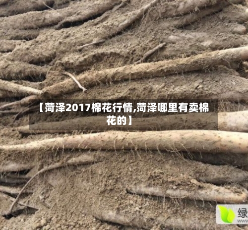 【菏泽2017棉花行情,菏泽哪里有卖棉花的】