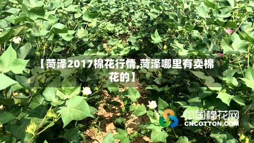 【菏泽2017棉花行情,菏泽哪里有卖棉花的】-第2张图片