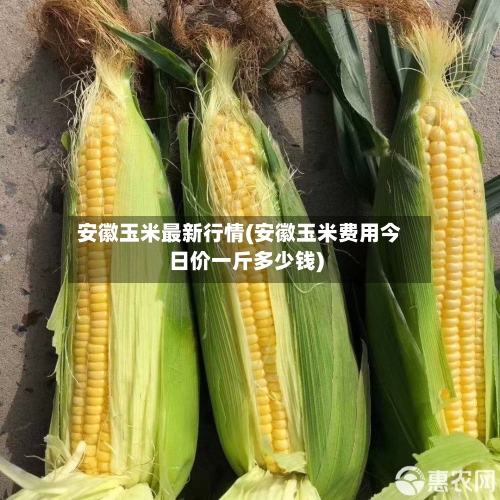 安徽玉米最新行情(安徽玉米费用今日价一斤多少钱)-第2张图片