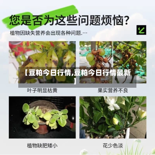 【豆粕今日行情,豆粕今日行情最新】