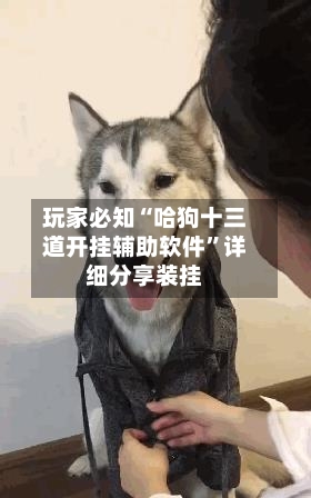 玩家必知“哈狗十三道开挂辅助软件”详细分享装挂-第2张图片