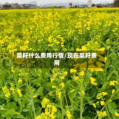 菜籽什么费用行情/现在菜籽费用-第3张图片