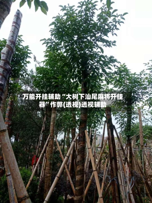 万能开挂辅助“大树下汕尾麻将开挂器”作弊(透视)透视辅助-第2张图片