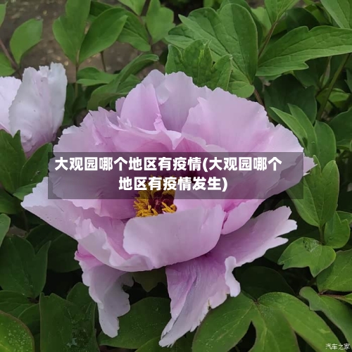 大观园哪个地区有疫情(大观园哪个地区有疫情发生)-第2张图片