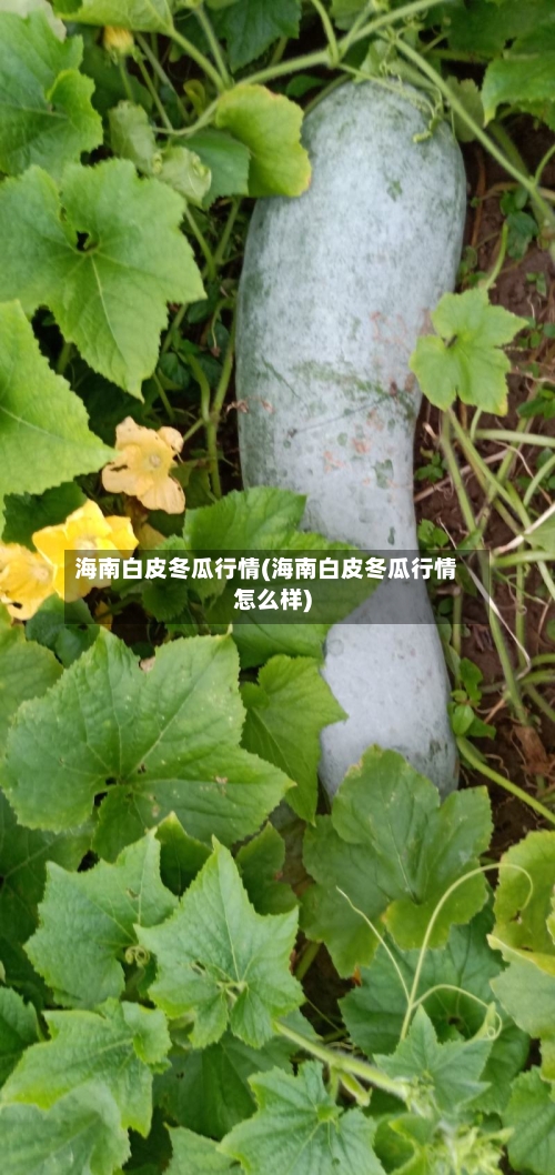 海南白皮冬瓜行情(海南白皮冬瓜行情怎么样)