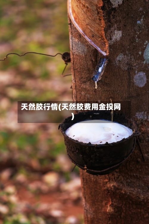 天然胶行情(天然胶费用金投网)