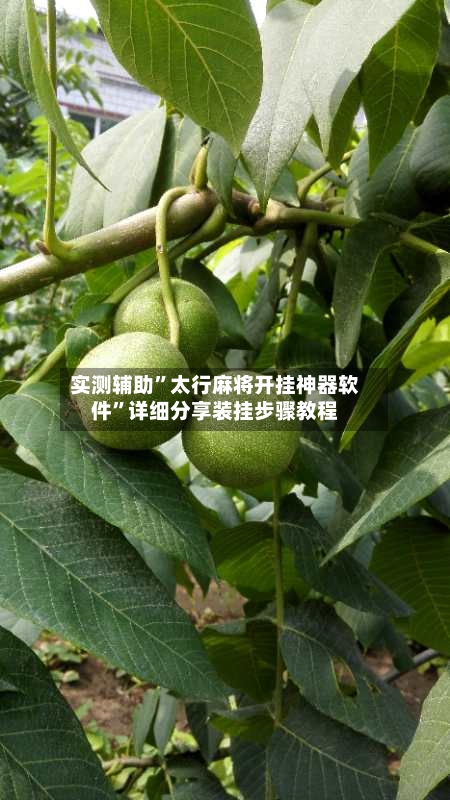 实测辅助”太行麻将开挂神器软件	”详细分享装挂步骤教程-第3张图片
