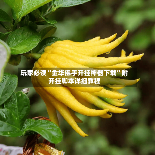 玩家必读“金华佛手开挂神器下载”附开挂脚本详细教程-第2张图片