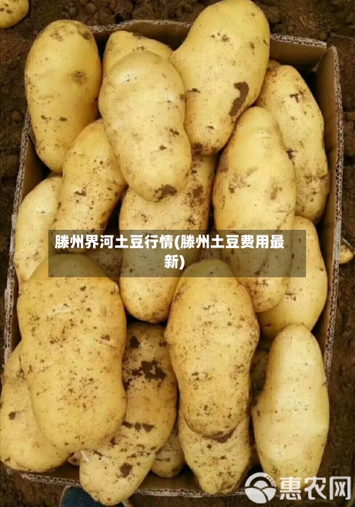 滕州界河土豆行情(滕州土豆费用最新)-第3张图片